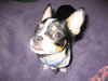 pics/doobie.avi