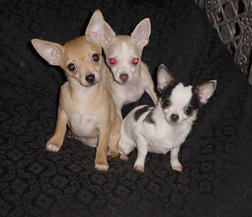 Uey's has - chihuahuas - and presa canarios for YOU!