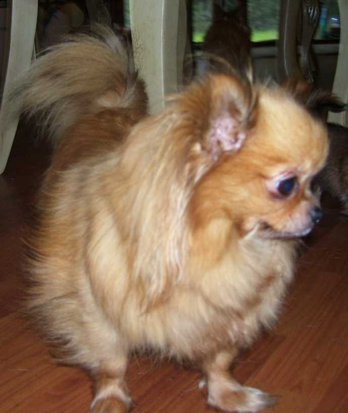 long haired chihuahua photos. Uey#39;s has - chihuahuas - for