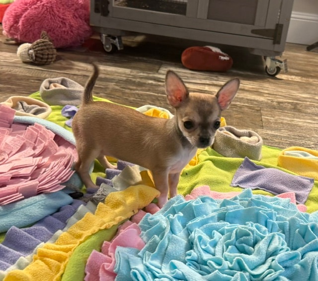 Chihuahua puppy
