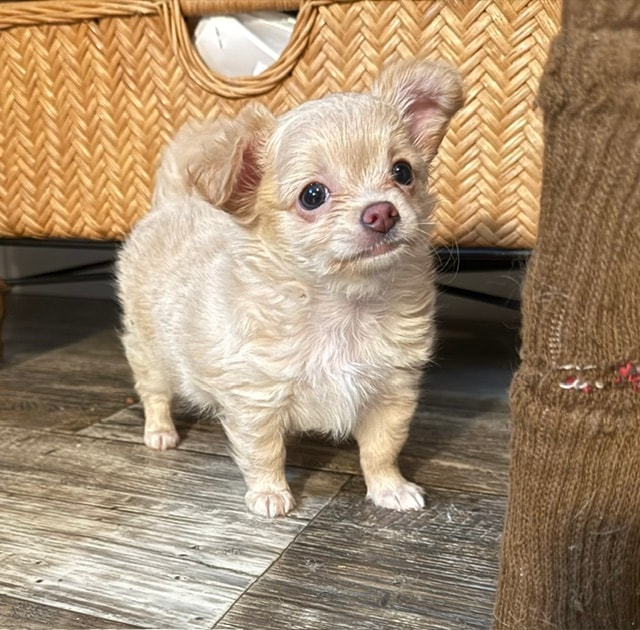 Chihuahua puppy