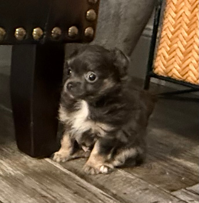 Chihuahua puppy
