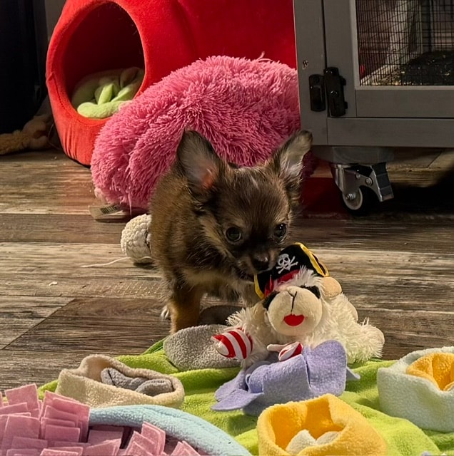 Chihuahua puppy