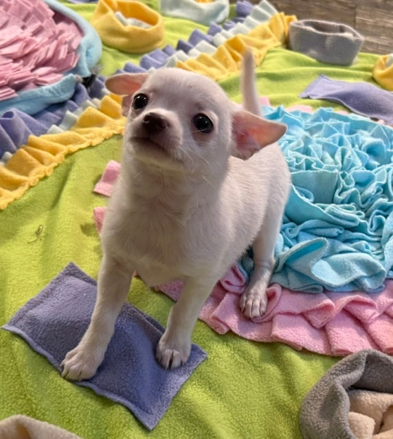 Chihuahua puppy