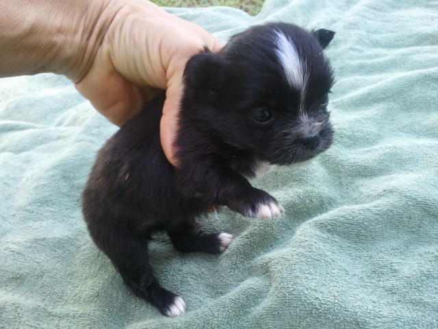 Uey's has dachshund - chihuahua - and presa canarios for YOU!