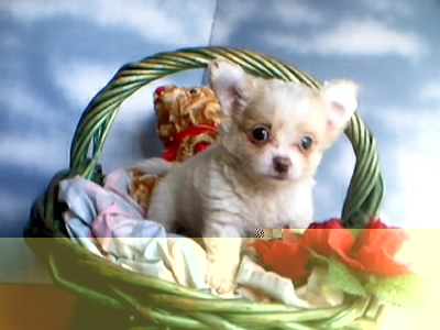 Uey's has dachshund - chihuahua - and presa canarios for YOU!